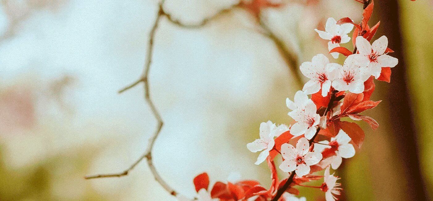 Запрашаем на свята вясны са скідкай!