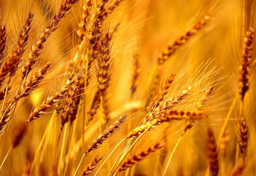 Абрадавае мерапрыемства «Дажынкі»